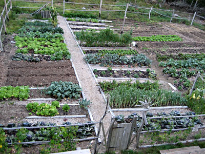 Why I Stopped Using Raised Garden Beds - The Seasonal Homestead