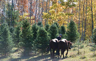 Gil Whitehead heads into the Christmas tree plantation