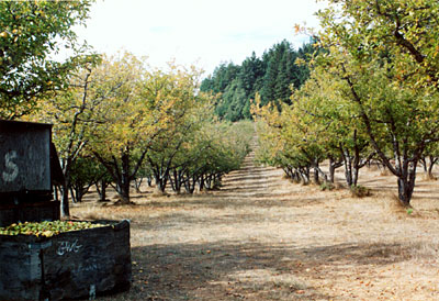 Greenwood apple trees