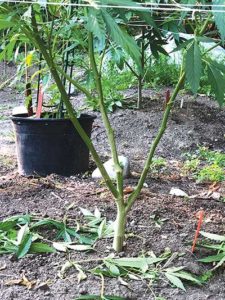 Figure 1 – If you want lots of flowers, train your plant by cutting off lower branches that receive little sun (lollypopping).