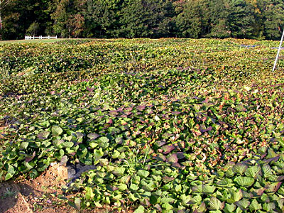 Sweet Potatoes