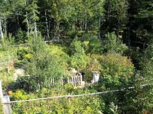 The wild and unfettered orchard at Deer Isle Hostel. Photo by Dennis Carter