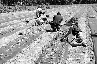 Transplanting Crew