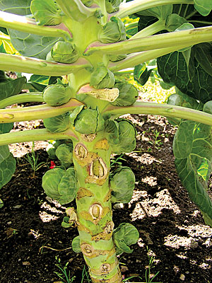 Brussels sprouts