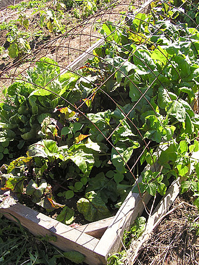 Protected garden bed