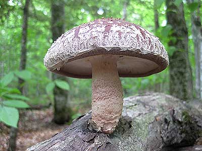 Shiitake mushroom