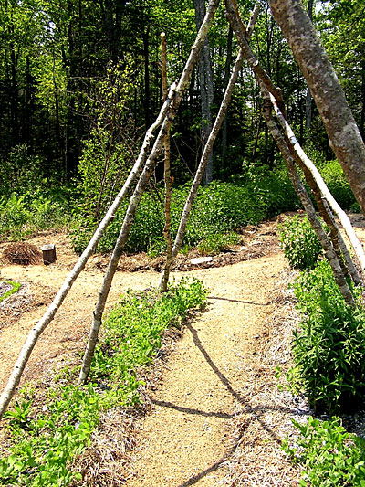 Teepee for peas and beans