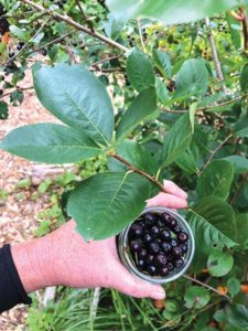 Aronia berries. Photo by Brighid Doherty