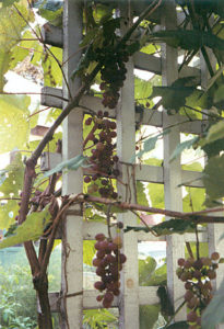 Growing Grapes - Maine Organic Farmers and Gardeners Association