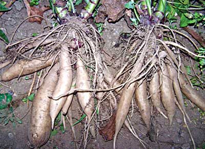 Yacon Root Info - How To Grow Yacon Plants In The Garden