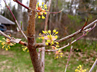 Cornelian cherry dogwood