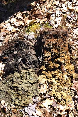 Soil pit dug by Maine state soil scientist David Rocque