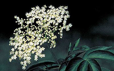 Elderberry Flowers