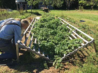 Will Bonsall with ground cherries