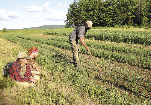 Weeding at Peacemeal Farm