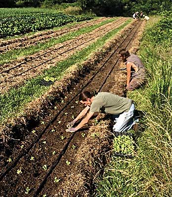 Raised Beds - Maine Organic Farmers and Gardeners