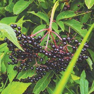 Elderberry in the orchard. Photo by Brighid Doherty