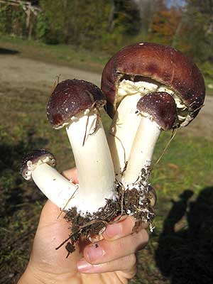 Wine cap or king stropharia mushrooms