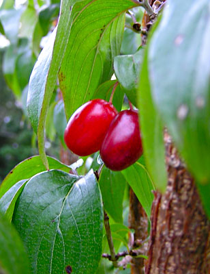 Cornelian cherry dogwood fruits