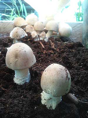 Agaricus mushrooms