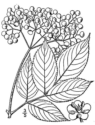 Elderberry Fruit, Leaves and Flower