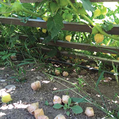 Ground cherries ripening under a V-shaped trellis