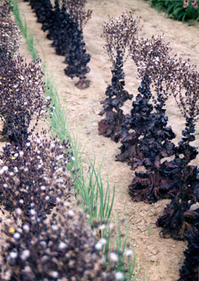 'Merlot' lettuce