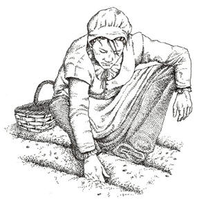 A pilgrim woman sowing seeds.