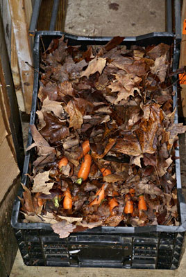 Carrots in storage boxes