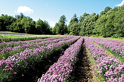 Chives grown for seed at High Mowing Organic Seeds