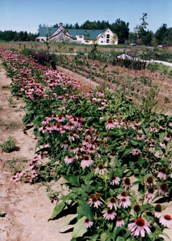 Echinacea