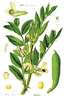 Fava beans, from Thomé, Flora von Deutschland, Österreich und der Schweiz, 1885