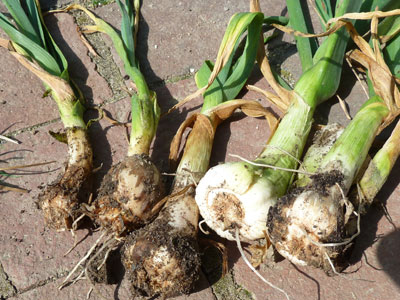 Garlic Bloat Nematode - Maine Organic Farmers and Gardeners