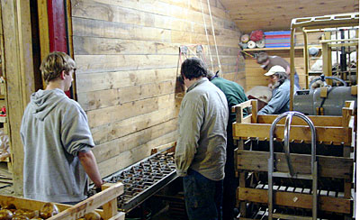 Greensprouting potatoes at Wood Prairie Farm. 