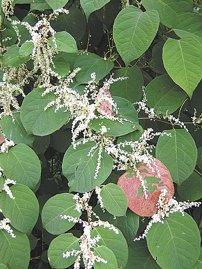 Japanese knotweed