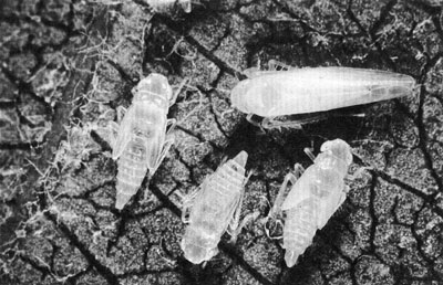 Leafhoppers