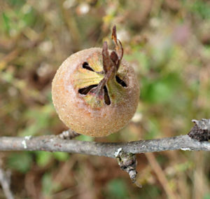 Medlars