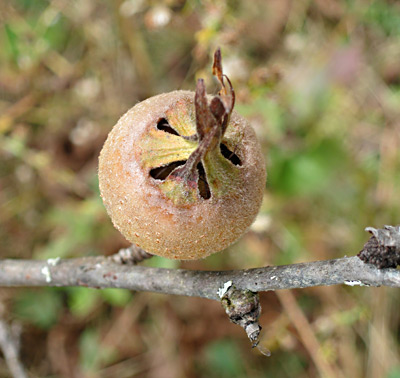 Medlars Maine Organic Farmers and Gardeners