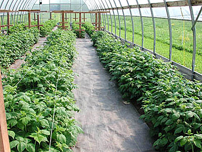 Raspberries in a high tunne;