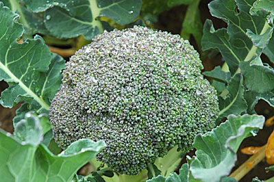 Broccoli