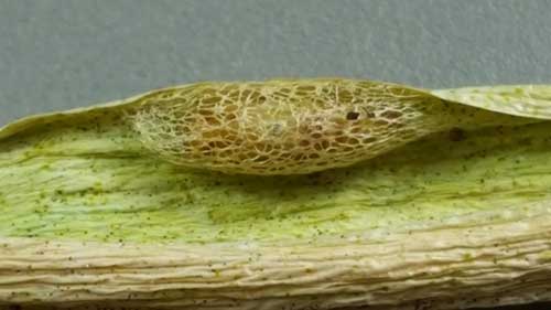 Leek moth cocoon. Photo by David Fuller