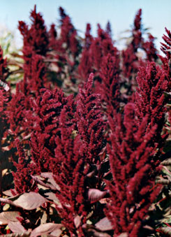 Amaranth