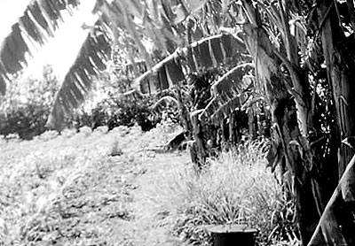 Organic garden in Santa Fe