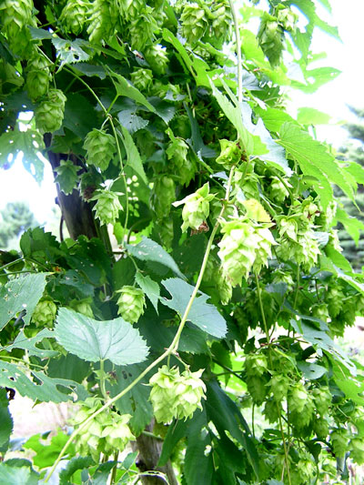 Hop Vines