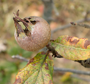 Medlars