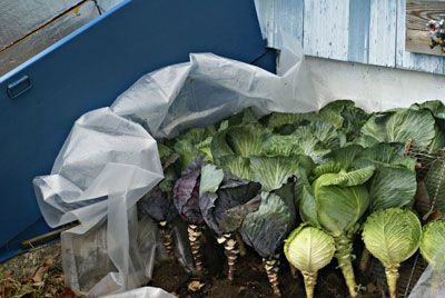 Cabbages with roots attached