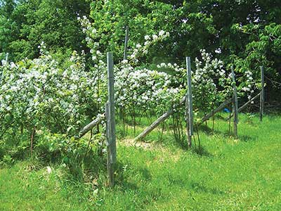 How to Build an Espalier Support Trellis – Deep Green Permaculture