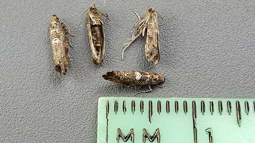 Adult leek moths. Photo by David Fuller