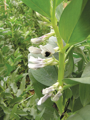 Fava bean flowers