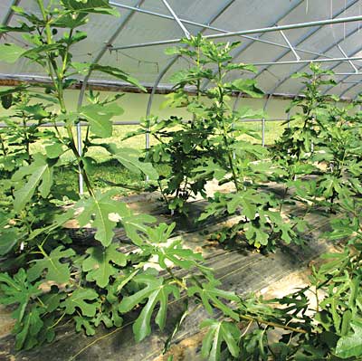 Protection of a hoophouse offers promise for growing figs in Maine. Photo by Lauren Errickson